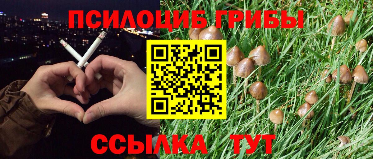 Галлюциногенные грибы Cubensis Минусинск